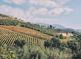 Dove il vino ritrova la storia. Da un pergolato a un'azienda di successo