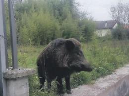 Enorme cinghiale con cuccioli a spasso in centro: rischi e paure per i residenti