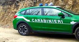 Sigilli a canile abusivo. Labrador allevati illegalmente