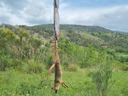 Volpe impiccata a testa in giù sulla provinciale: sdegno per la raccapricciante scena