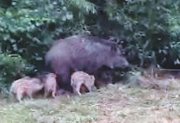 Mamma cinghiale allatta i suoi cuccioli in pieno centro: curiosità e allarme
