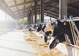 Industria del latte, un allevamento su dieci rischia di chiudere