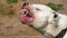 Bambina azzannata da un pitbull. Il cane forse fuggito da un giardino