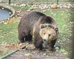 Convivenza con l'orso, esperti a confronto per fissare un modello