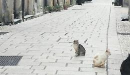 Troppi gatti randagi: scattano censimento e sterilizzazione