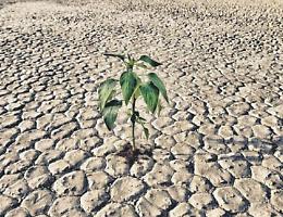 Siccità, invocato lo stato di calamità. Coldiretti: «Situazione che grava sulle aziende»