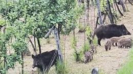 Emergenza cinghiali, l'appello: «Le famiglie sono chiuse dentro casa»