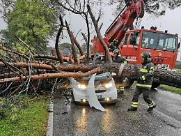 Schiacciati da un pino sulla Casilina: rinvio a giudizio per tutti gli imputati