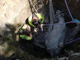 Toro cade in un pozzo. Sedato dal veterinario e recuperato dai vigili del fuoco
