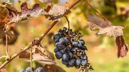 Siccità e vino, le viti soffrono. A rischio la prossima vendemmia