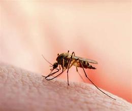 Zanzare positive al virus Usutu. Avviata la disinfestazione