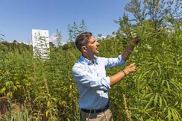 Canapa industriale, la "green valley" una grande opportunità