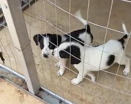 Randagismo alle stelle e cuccioli abbandonati: scatta l'allarme