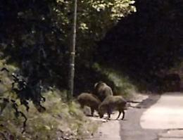 Allarme cinghiali in città. Ancora avvistamenti, si attendono istruzioni