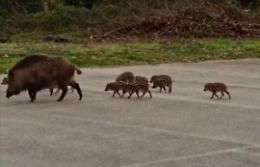 Famiglie di cinghiali “a spasso” sulla regionale. Sicurezza stradale a rischio