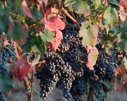Cantine aperte in vendemmia. L'evento per gli enoturisti