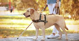 Il cane non può entrare: non vedente cacciata dal negozio