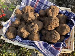 Due week end al profumo di tartufo. Trentacinquesima edizione della festa