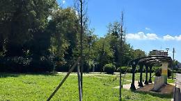 Festa dell'albero, nasce un "nuovo bosco". Oggi alle 10 all'ascensore inclinato