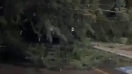Si sradica un albero in pieno centro e cade sulle auto in sosta