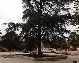 Allo Scalo valorizzato il verde. In salvo lo storico cedro