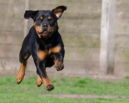 Muore sbranata dai suoi due cani. I Rottweiler avevano già aggredito