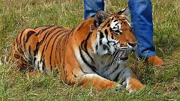 Paura al circo, il domatore Ivan Orfei aggredito da una tigre