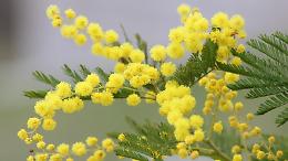 Coldiretti, caldo anomalo e natura in tilt. Mimose già in fiore