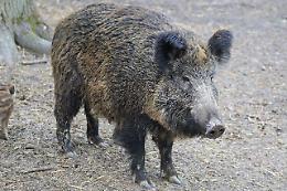 Provano a catturare un cinghiale con mazze e manganello