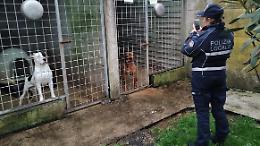 Randagi a caro prezzo: mantenere ogni animale costa 1.500 euro all'anno
