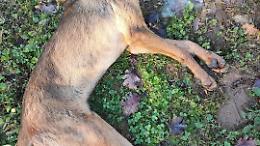 Avvelenamenti continui di cani. Tre animali ritrovati morti negli ultimi giorni