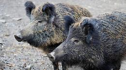 Un cinghiale gli taglia la strada. Muore a quarantasette anni