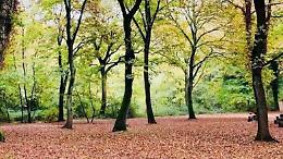 Location gratis per la prima coppia che si sposerà nel bosco