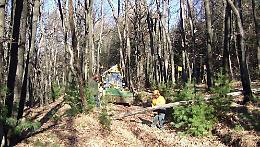Legna rubata nel bosco E nessuno controlla