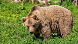 Morte dell'orso Sonia. Ciuffetta: «Purtroppo un evento naturale»