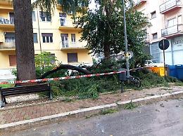 Grosso ramo si spezza in pieno centro. Intervenuti i vigili del fuoco