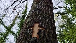 “Taglio del Maggio”, scelto l'albero che sarà protagonista della festa