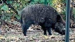 Ancora un incontro con un cinghiale. L'allarme lanciato da un cittadino