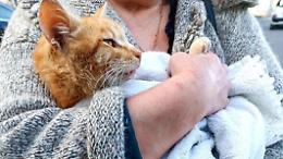 Bocconi avvelenati in strada. I residenti salvano un gatto