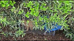 Trappola per gatti scoperta in giardino. Scatta l'indagine