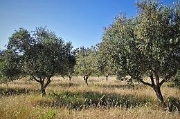 Olivicoltura, domani l'incontro con gli operatori agricoli