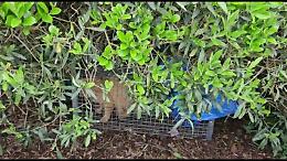 Prima una trappola in giardino. Ora i gatti in una busta