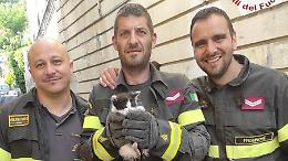 Gattino salvato e adottato dai vigili del fuoco. L'intervento