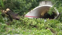 Paura in viale Roma. Cade un albero all'ingresso del tunnel
