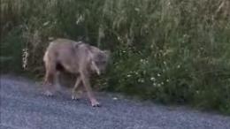 Un lupo sbuca in via Ripi. Poi si aggira anche in centro