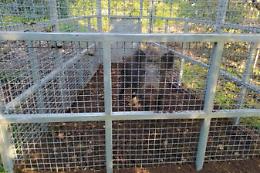 Emergenza cinghiali, altre gabbie per catturare gli animali