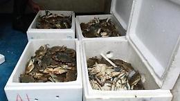 Trasportavano crostacei in pessime condizioni. Carico sequestrato