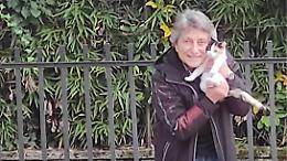 Avvelenati e lasciati morire i gatti della maestra Maria Teresa Reale