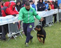 I Rottweiler di Damiano Bruni trionfano a Rovigo