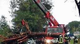 Giovani schiacciati da un pino. «L'albero andava abbattuto»